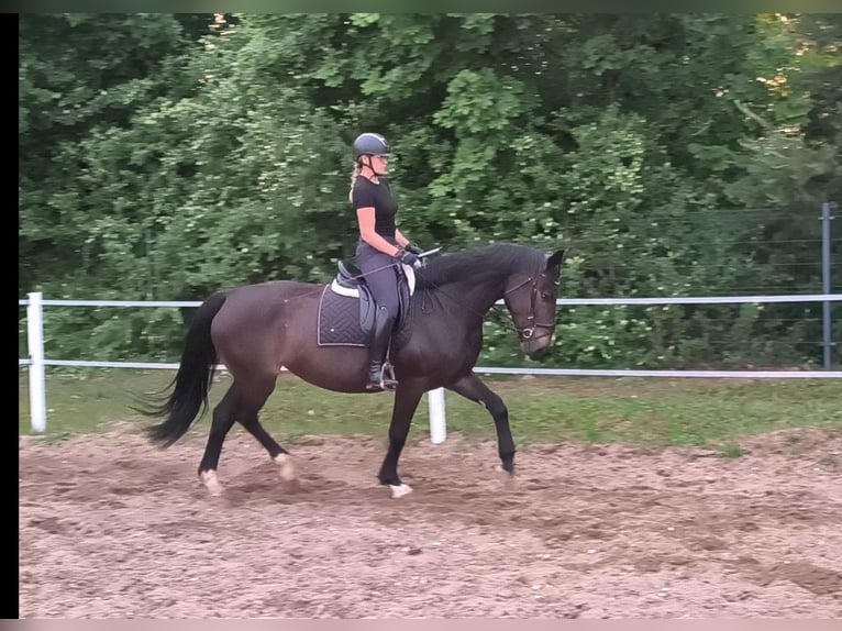Schlesier Stute 6 Jahre 168 cm Dunkelbrauner in Forst
