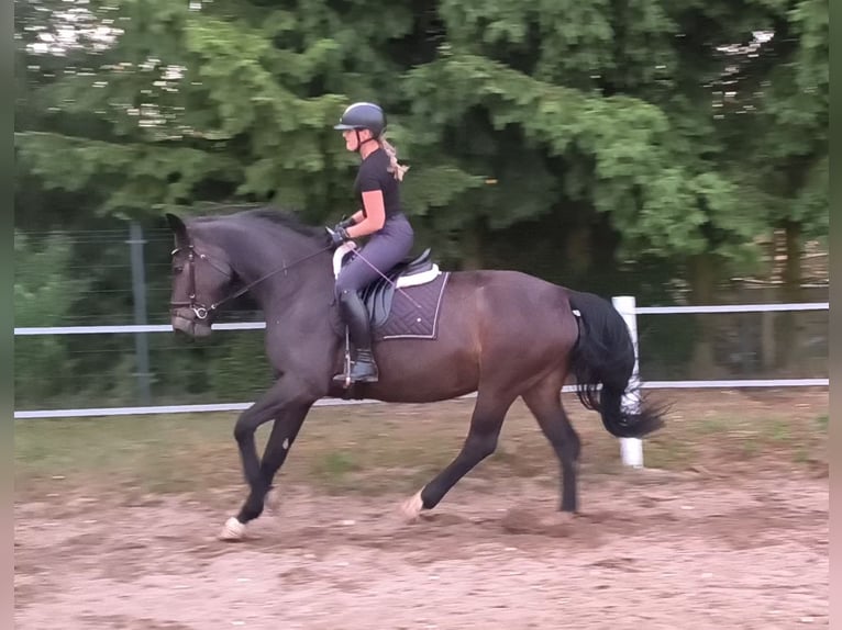 Schlesier Stute 6 Jahre 168 cm Dunkelbrauner in Forst