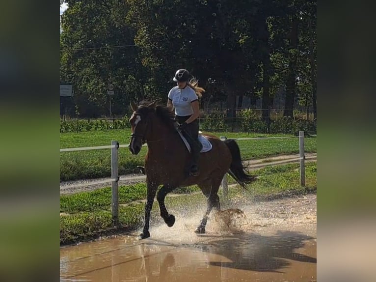Schlesier Stute 7 Jahre 168 cm Brauner in Forst