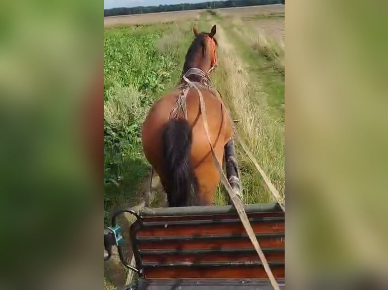 Schlesier Stute 7 Jahre 168 cm Brauner in Forst