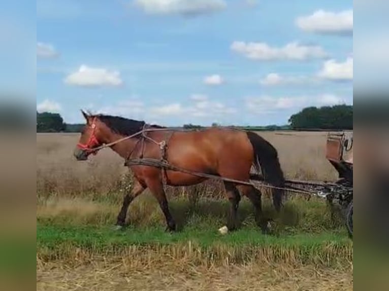 Schlesier Stute 7 Jahre 168 cm Brauner in Forst