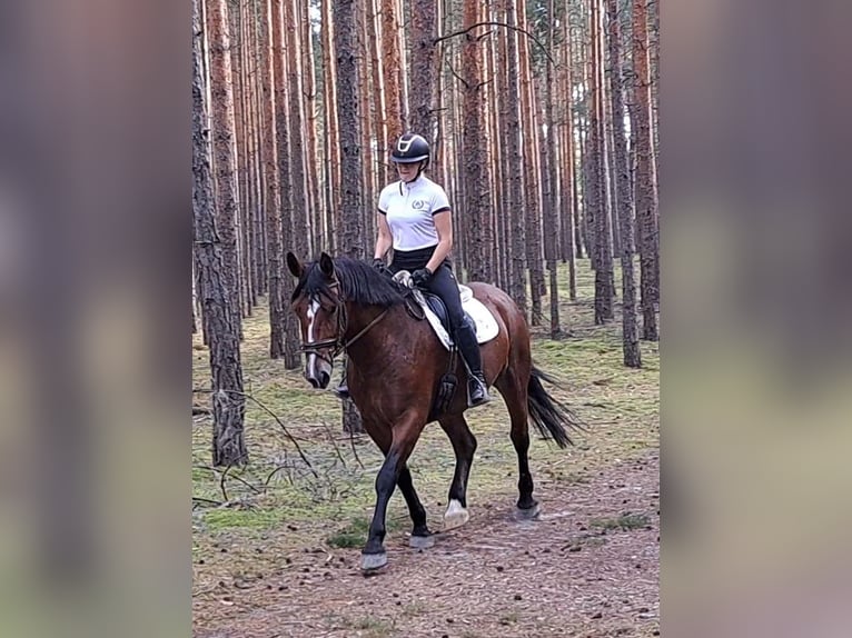 Schlesier Stute 7 Jahre 168 cm Brauner in Forst