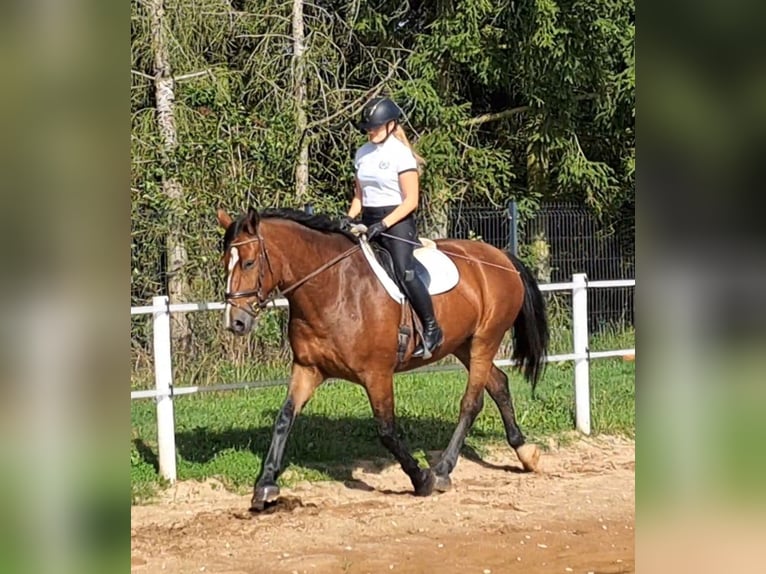 Schlesier Stute 7 Jahre 168 cm Brauner in Forst