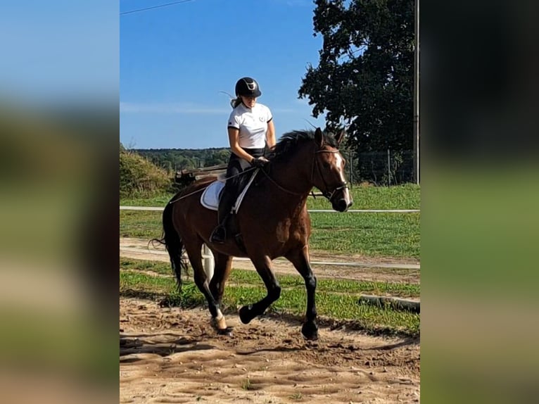 Schlesier Stute 7 Jahre 168 cm Brauner in Forst
