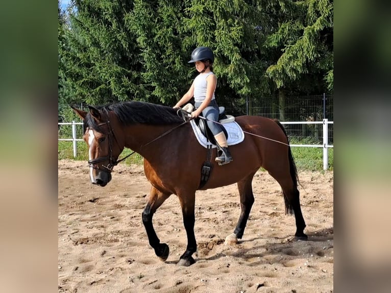 Schlesier Stute 7 Jahre 168 cm Brauner in Forst