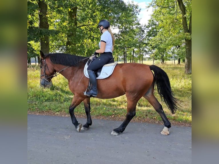Schlesier Stute 7 Jahre 168 cm Brauner in Forst