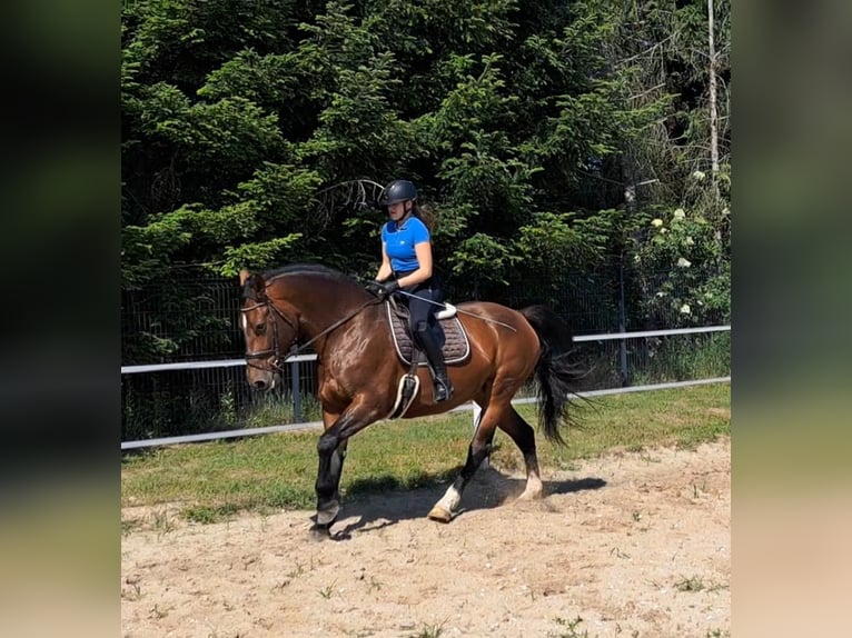 Schlesier Stute 7 Jahre 172 cm Brauner in Forst