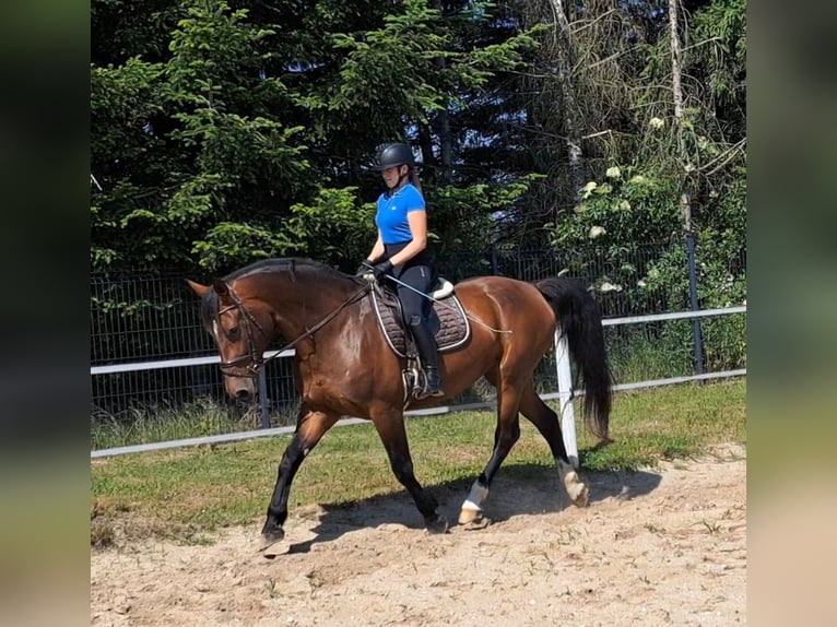 Schlesier Stute 7 Jahre 172 cm Brauner in Forst