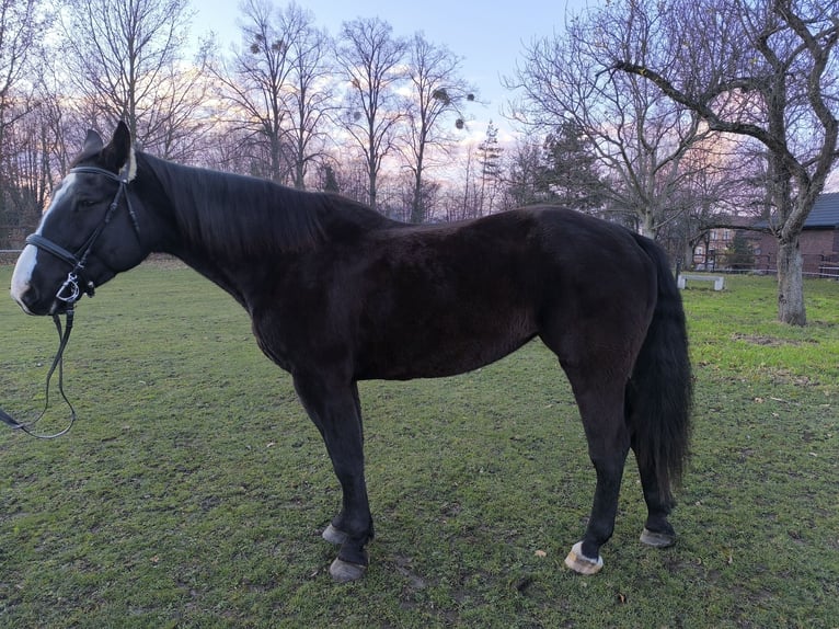 Schlesier Stute 8 Jahre 166 cm Rappe in Ściborzyce Małe