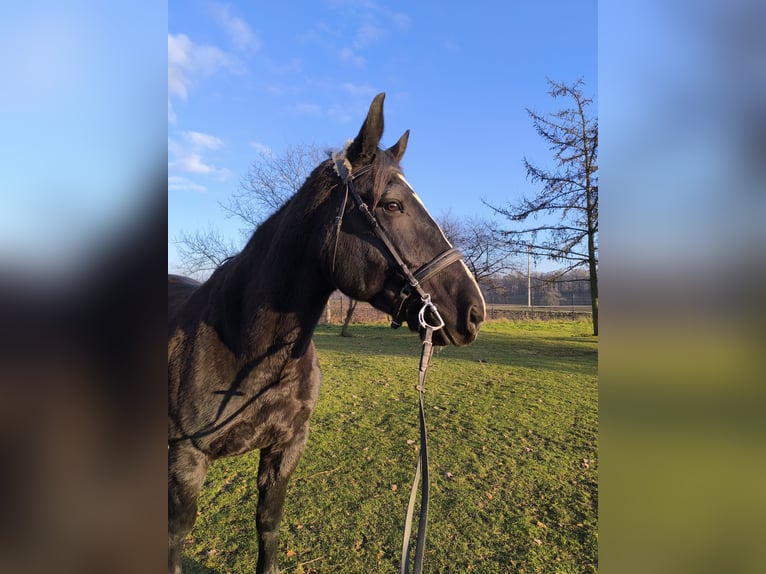 Schlesier Stute 8 Jahre 166 cm Rappe in Ściborzyce Małe