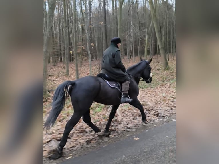 Schlesier Stute 8 Jahre 166 cm Rappe in Ściborzyce Małe