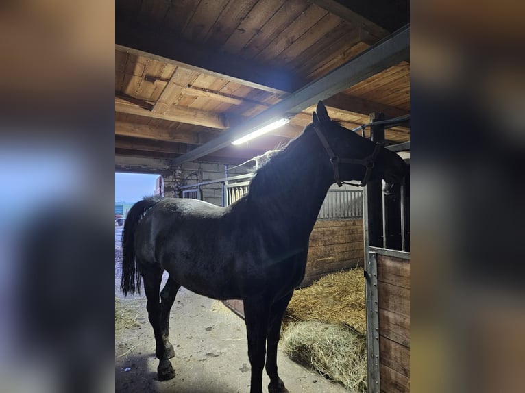 Schlesier Stute 8 Jahre 170 cm Rappe in Obiecanowo