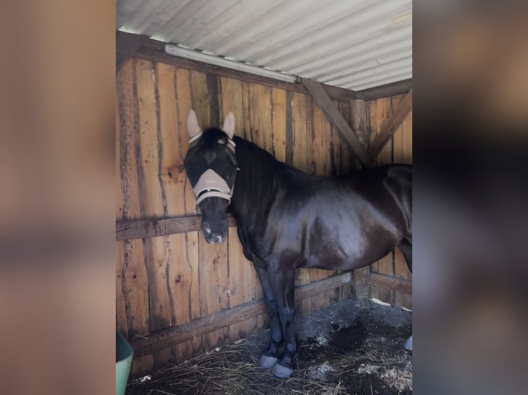 Schlesier Stute 9 Jahre 162 cm Rappe in Schraden