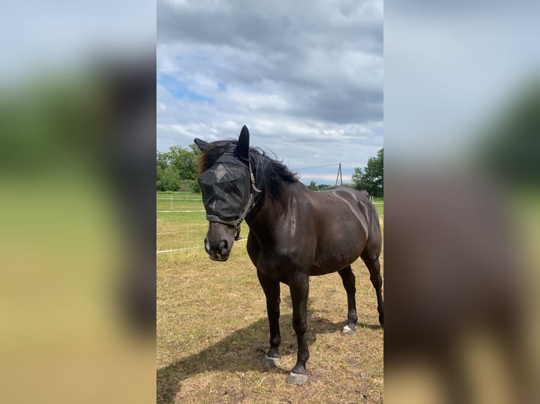 Schlesier Stute 9 Jahre 162 cm Rappe in Schraden