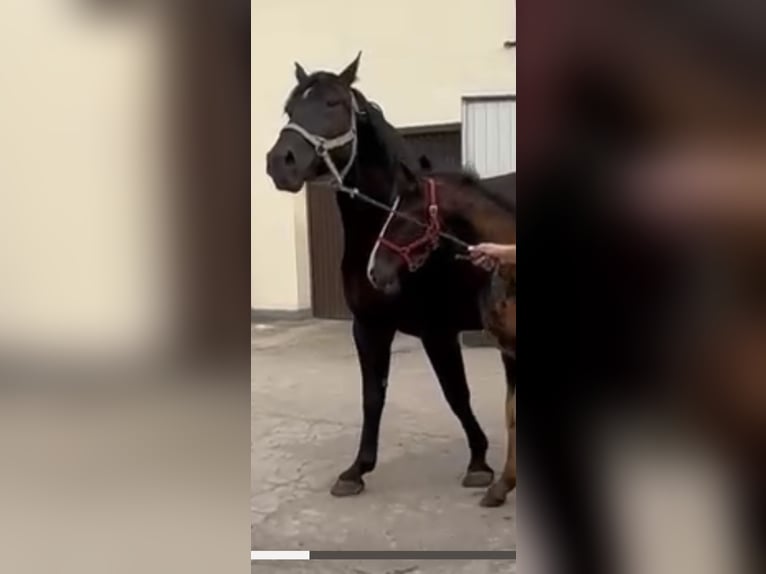 Schlesier Stute 9 Jahre 165 cm Rappe in Obiecanowo