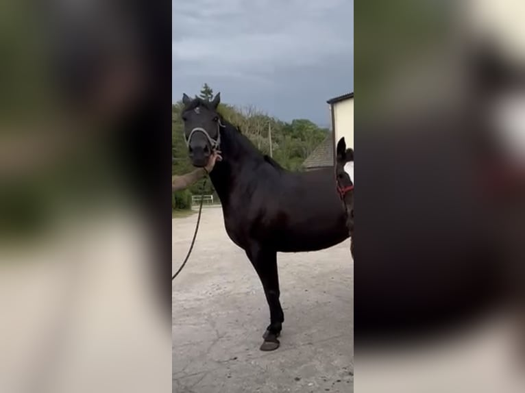 Schlesier Stute 9 Jahre 165 cm Rappe in Obiecanowo