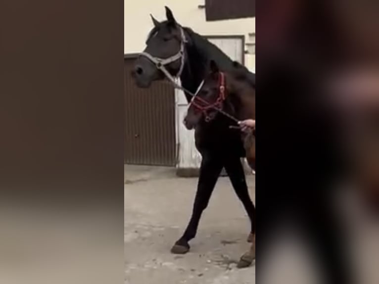 Schlesier Stute 9 Jahre 165 cm Rappe in Obiecanowo