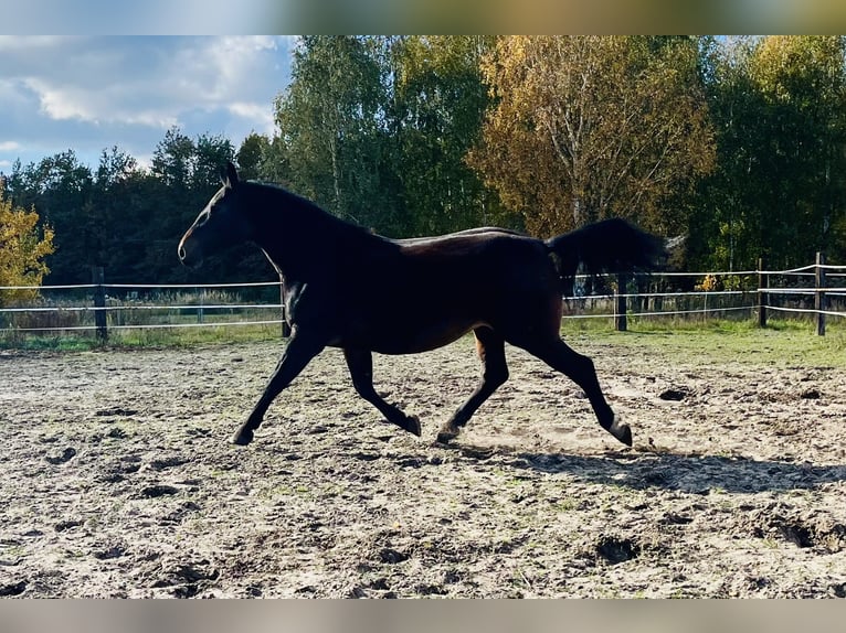 Schlesier Stute 9 Jahre 169 cm Dunkelbrauner in Zdzierczyzna