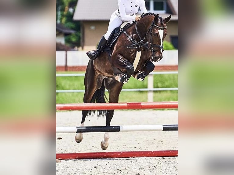 Schlesier Mix Wallach 10 Jahre 165 cm Dunkelbrauner in Stanis&#x142;aw&#xF3;w Pierwszy