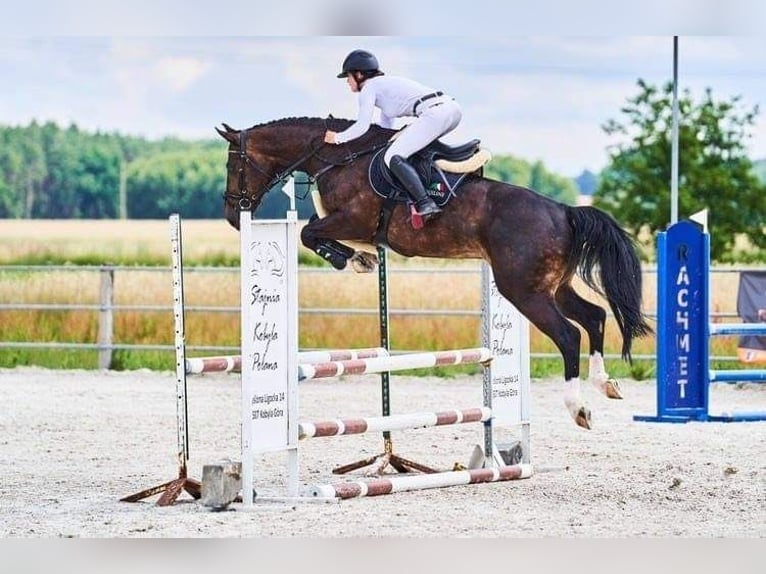 Schlesier Mix Wallach 10 Jahre 165 cm Dunkelbrauner in Stanis&#x142;aw&#xF3;w Pierwszy
