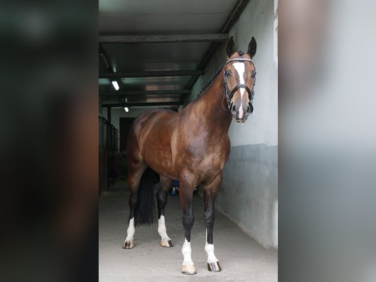Schlesier Mix Wallach 10 Jahre 165 cm Dunkelbrauner in Stanis&#x142;aw&#xF3;w Pierwszy