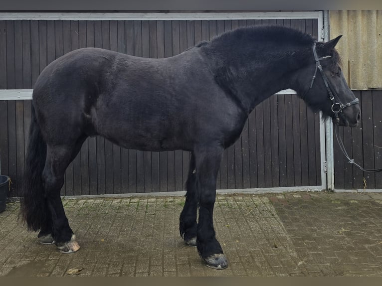 Schlesier Wallach 10 Jahre 165 cm Rappe in M&#xFC;lheim an der Ruhr