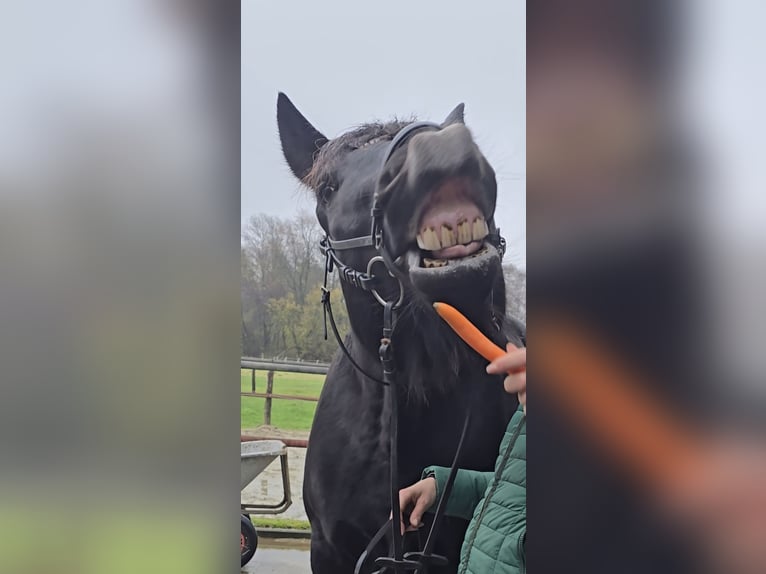 Schlesier Wallach 10 Jahre 165 cm Rappe in M&#xFC;lheim an der Ruhr