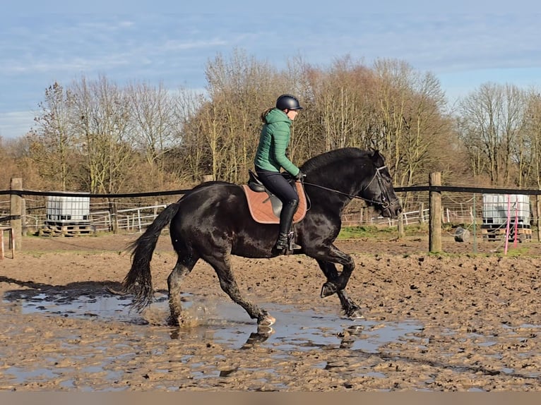 Schlesier Wallach 10 Jahre 165 cm Rappe in M&#xFC;lheim an der Ruhr