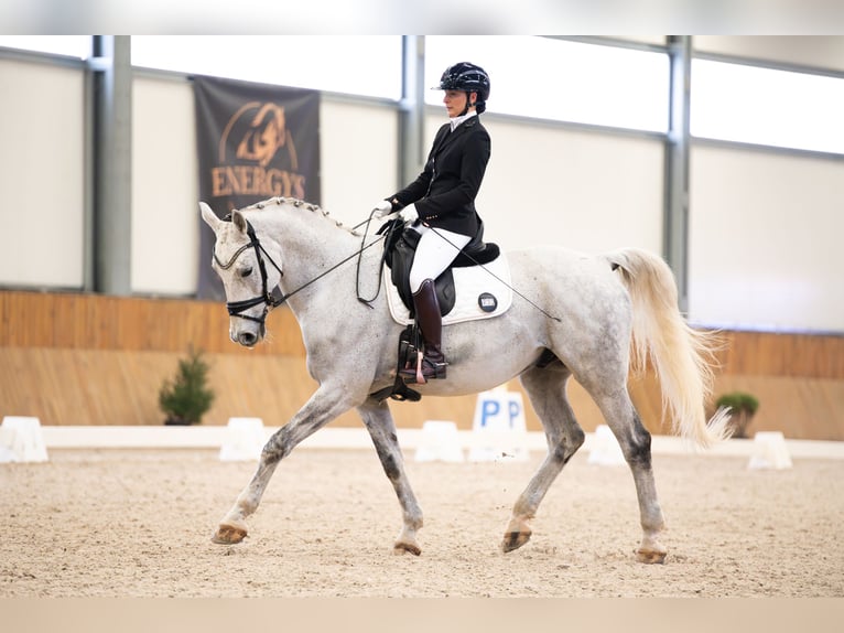 Schlesier Wallach 10 Jahre 174 cm Schimmel in Ochaby Wielkie