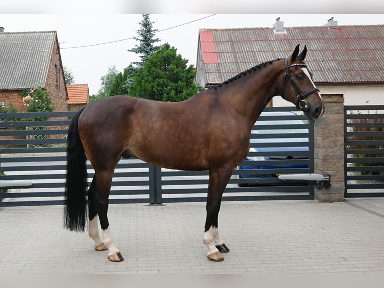 Schlesier Wallach 11 Jahre 165 cm Dunkelbrauner in Stanisławów Pierwszy