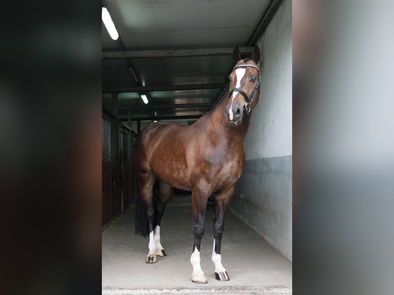 Schlesier Wallach 11 Jahre 165 cm Dunkelbrauner in Stanisławów Pierwszy