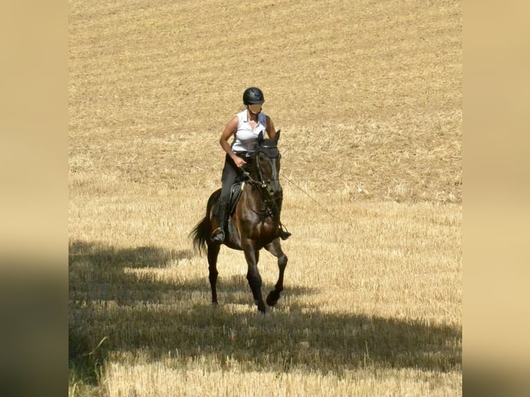Schlesier Wallach 12 Jahre 165 cm Rappe in Würzburg