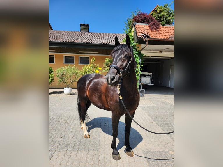 Schlesier Wallach 14 Jahre 165 cm Schwarzbrauner in Gablingen