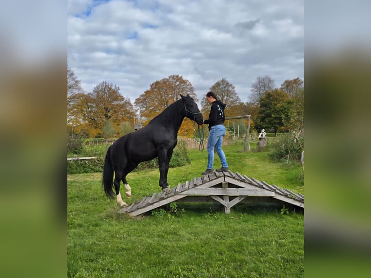 Schlesier Wallach 14 Jahre 165 cm Schwarzbrauner in Gablingen
