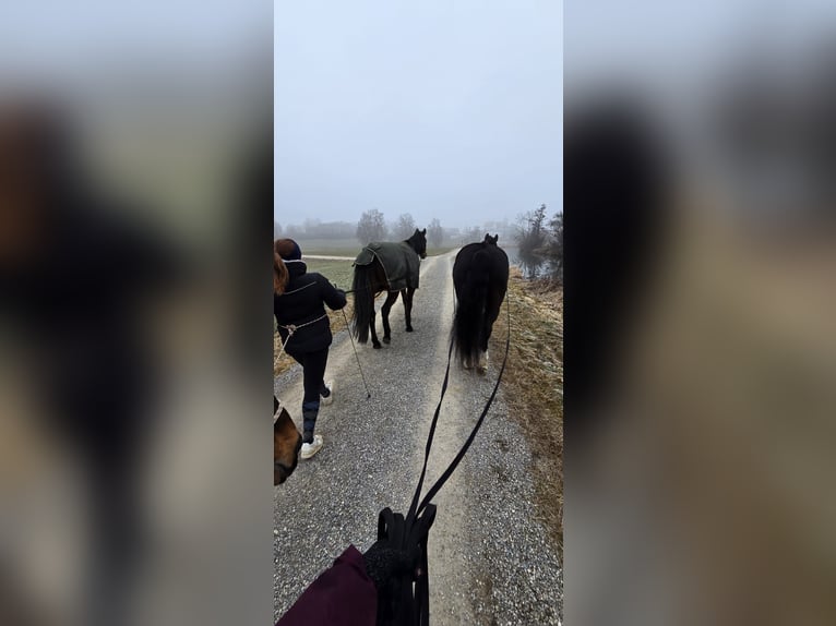 Schlesier Wallach 14 Jahre 165 cm Schwarzbrauner in Gablingen