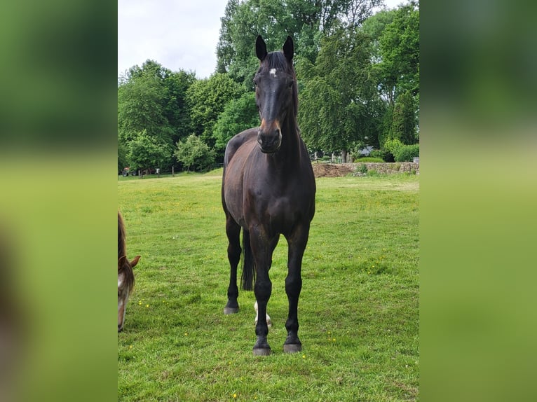 Schlesier Wallach 16 Jahre 180 cm Rappe in Bochum