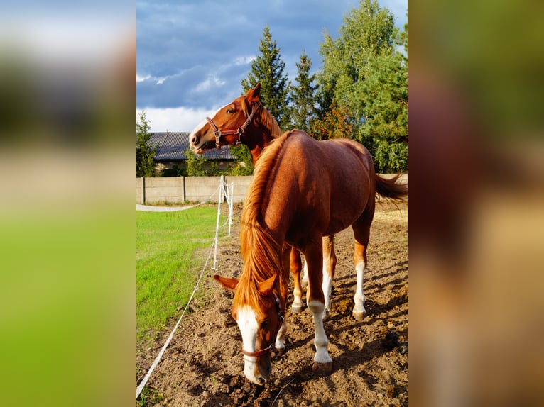 Schlesier Wallach 2 Jahre 165 cm Fuchs in Kębłowo