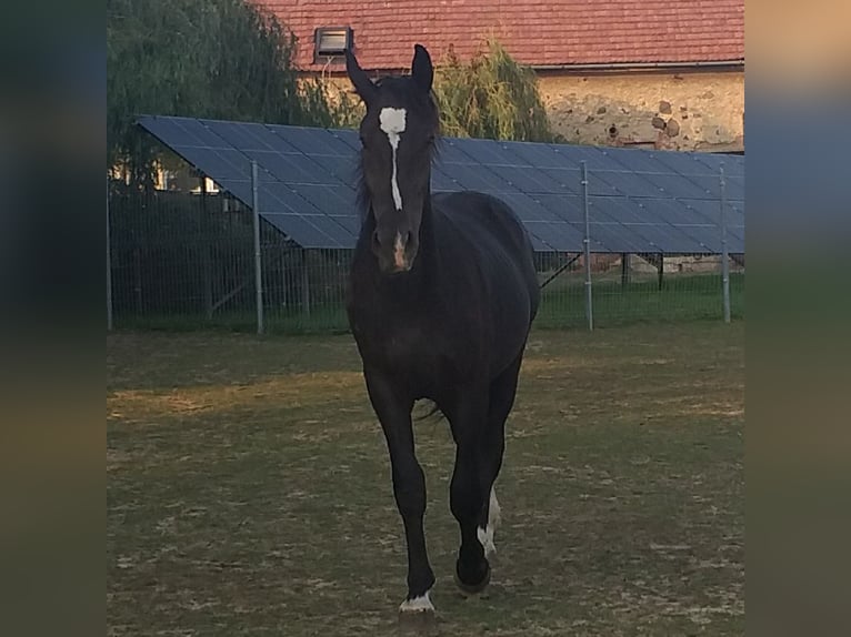 Schlesier Wallach 2 Jahre 167 cm Rappe in Wyręba