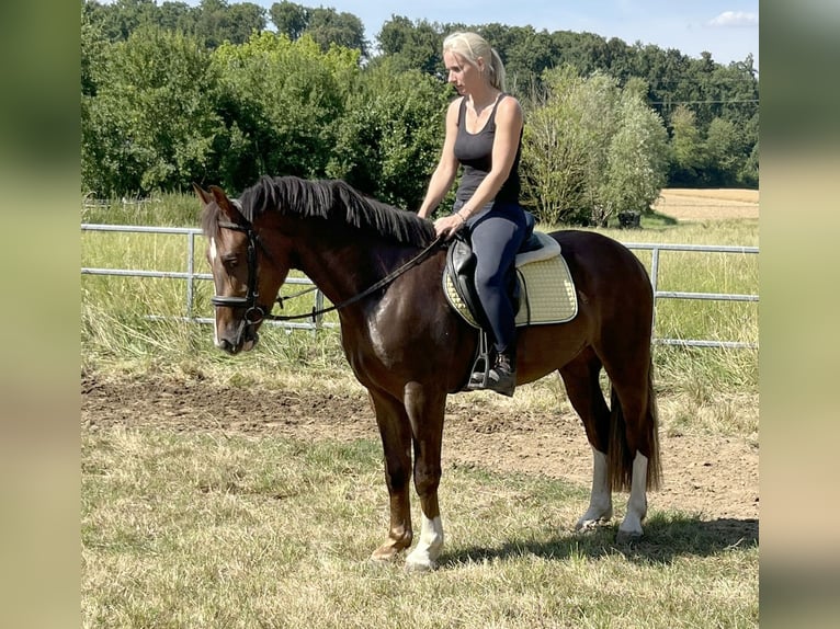 Schlesier Wallach 3 Jahre 152 cm Dunkelfuchs in Bretten