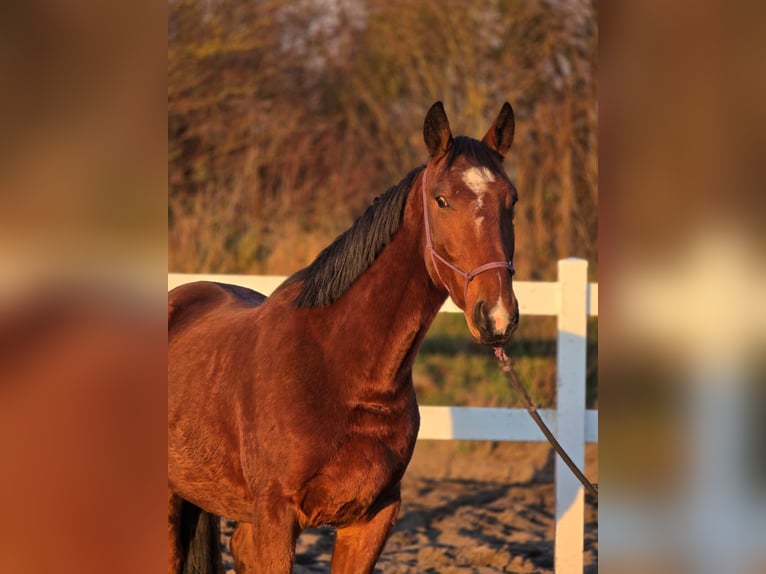 Schlesier Mix Wallach 3 Jahre 160 cm Brauner in Wiesengrund