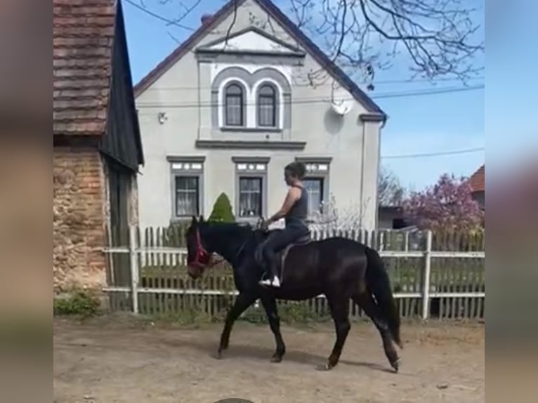 Schlesier Wallach 3 Jahre 162 cm Schwarzbrauner in Leszno Dolne