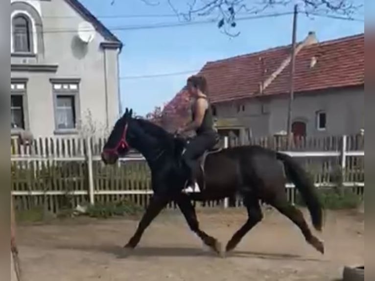 Schlesier Wallach 3 Jahre 162 cm Schwarzbrauner in Leszno Dolne