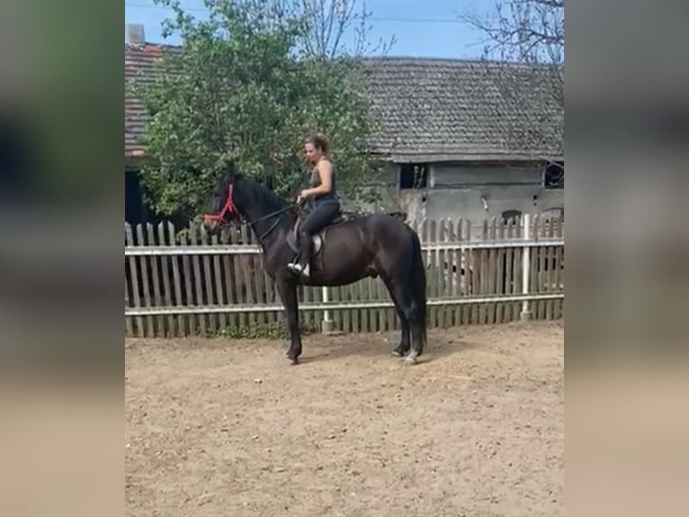 Schlesier Wallach 3 Jahre 162 cm Schwarzbrauner in Leszno Dolne