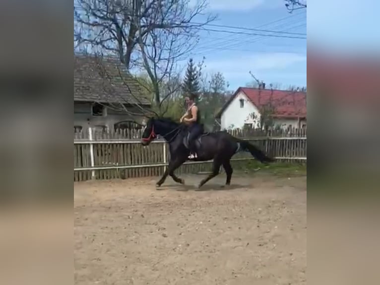Schlesier Wallach 3 Jahre 162 cm Schwarzbrauner in Leszno Dolne