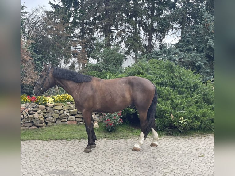 Schlesier Wallach 3 Jahre 165 cm Dunkelbrauner in Warszawa