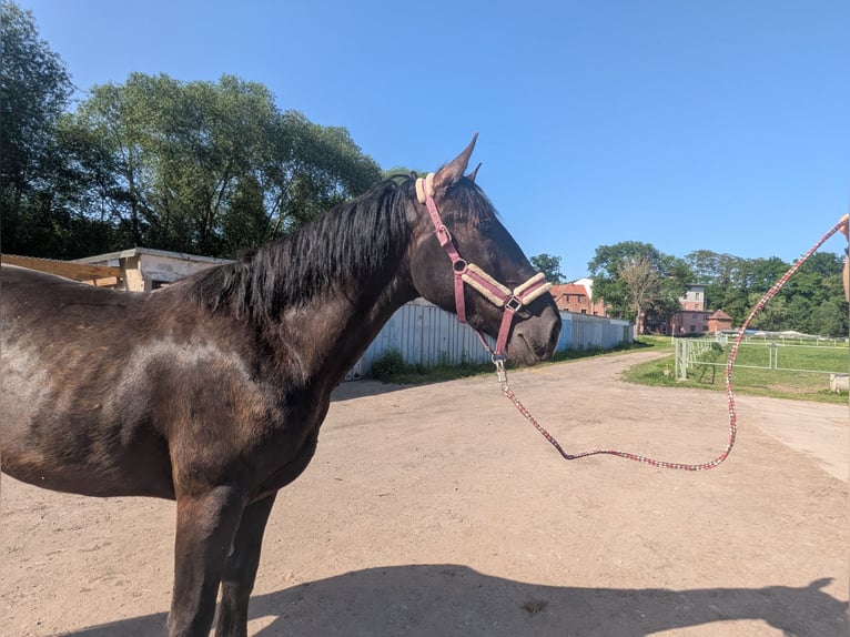 Schlesier Wallach 3 Jahre 165 cm Rappe in Rutha