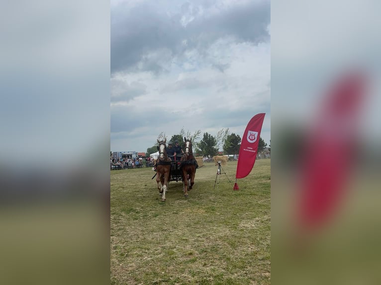 Schlesier Wallach 3 Jahre 166 cm Fuchs in K&#x119;b&#x142;owo