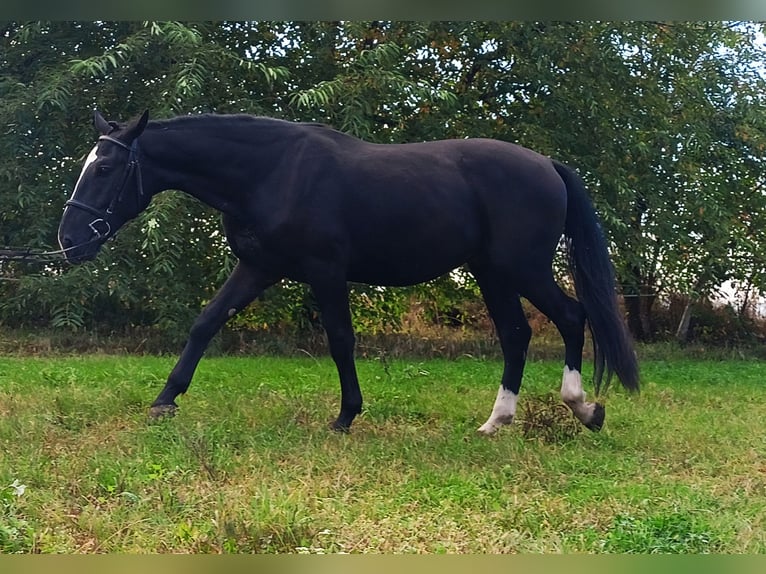 Schlesier Wallach 3 Jahre 166 cm Rappe in Nowe Smarchowice