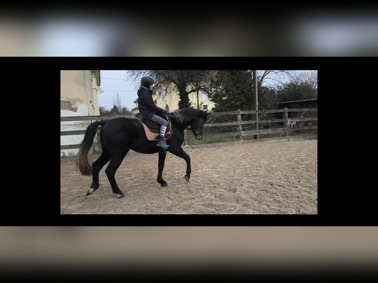 Schlesier Wallach 3 Jahre 168 cm Rappschimmel in Hannover