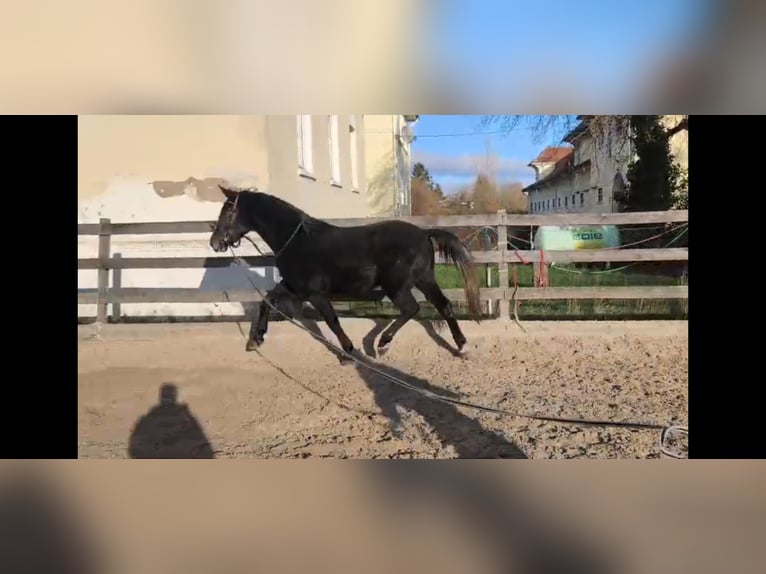 Schlesier Wallach 3 Jahre 168 cm Rappschimmel in Hannover